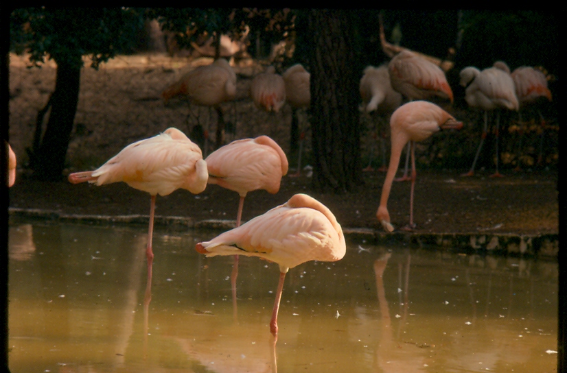 ref=num=flamants=zoo