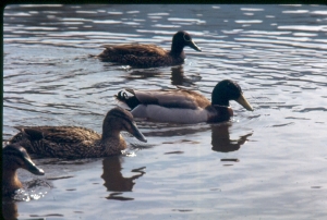 ref=anciens=canards