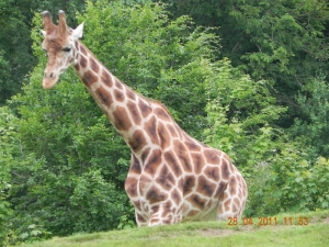 ref=giraffe=047