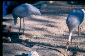ref=grands=oiseaux